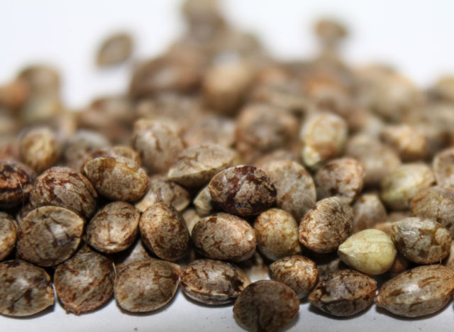 The-difference-between-regular-and-feminized-cannabis-seeds-seeds-1