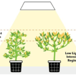 low stress training lst cannabis