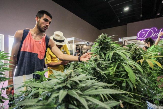 cannabis1_0