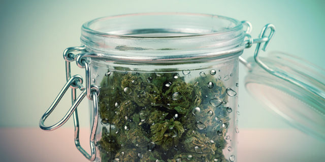 curado de cannabis en agua