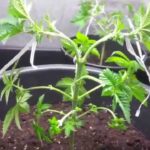 lst cannabis poda