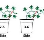 low stress training lst cannabis
