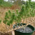 Lst en cannabis